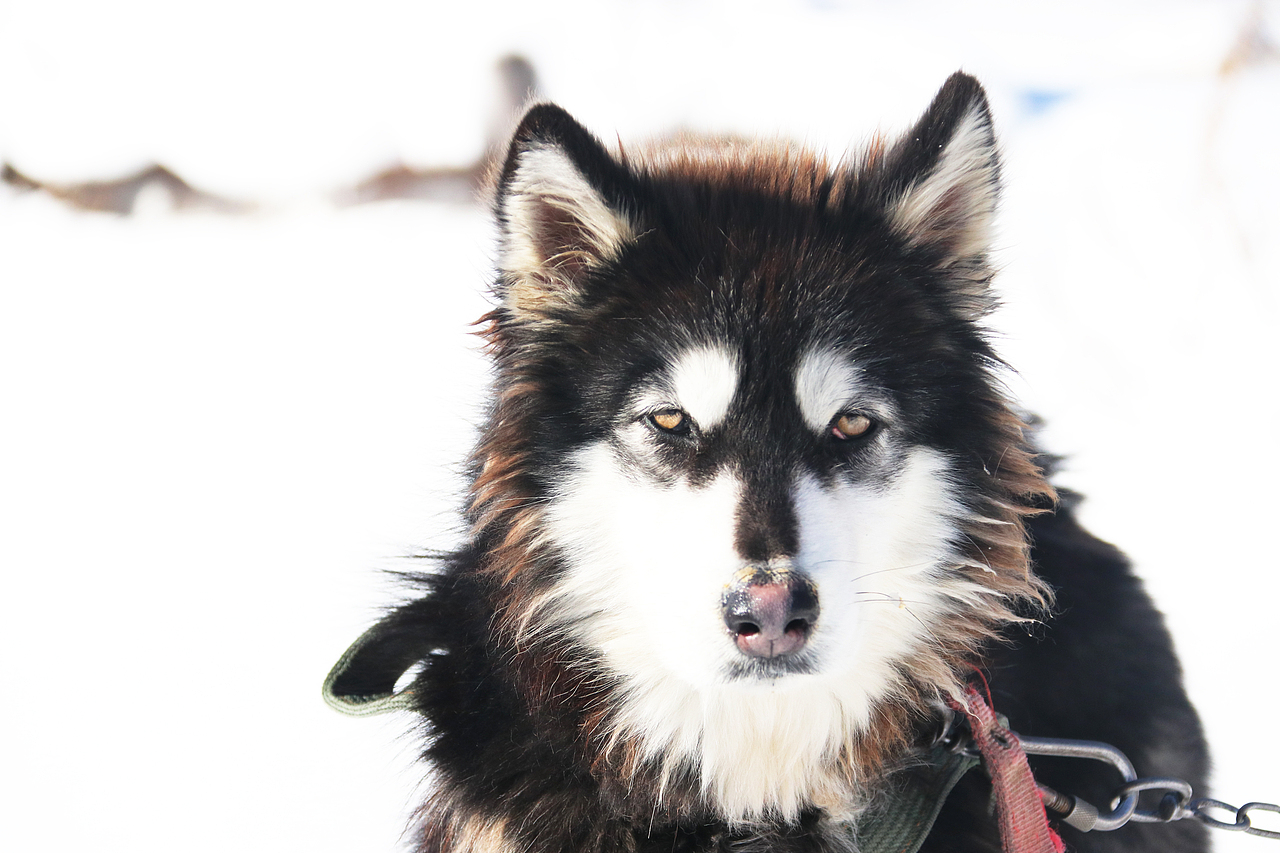 倔强孤傲的眼神