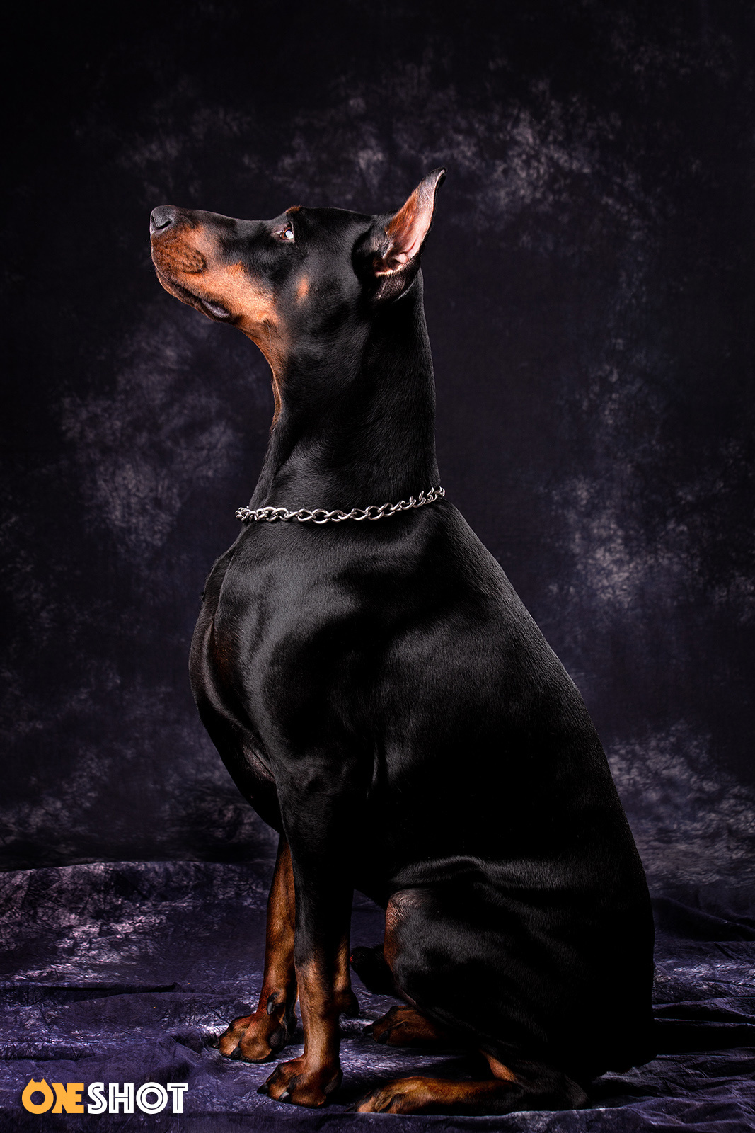 杜宾犬肖像 | Jason|摄影|宠物摄影|WildKay - 原创作品 - 站酷 (ZCOOL)