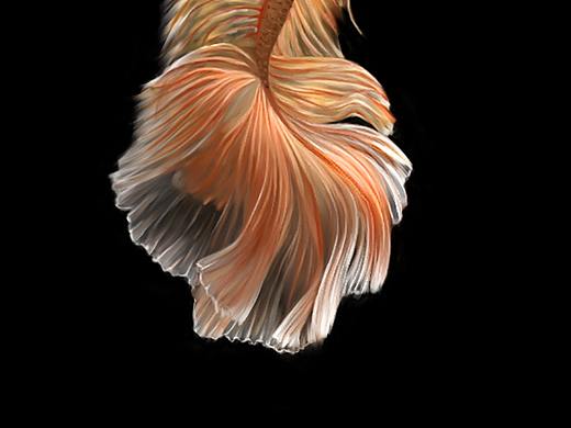 照片临摹（个人主页-ZMzg5ODUwMzI=） - 创作习作 - 站酷设计师Sakura千华原创素材 - 站酷ZCOOL