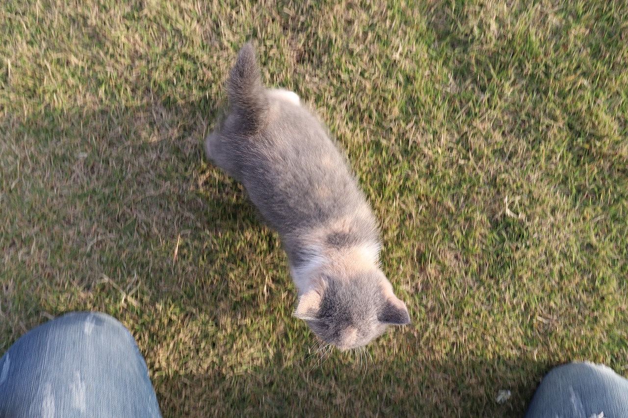 903英短三花-母-五粉 沐米猫舍  英短三花