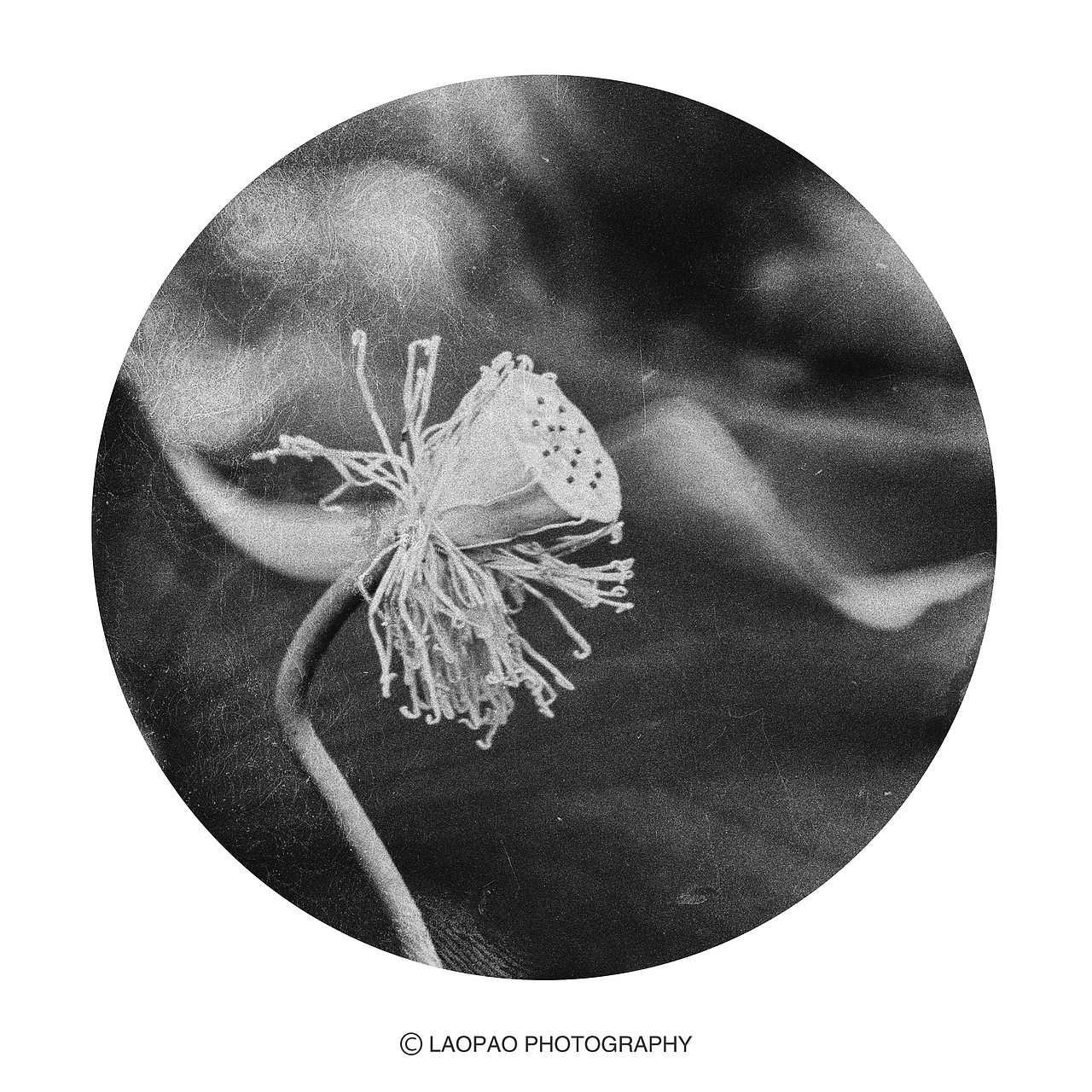 景，荷（图ZMjExNTk1Mzcy） - 人文/纪实摄影 - 站酷设计师老炮叔叔原创素材 - 站酷ZCOOL