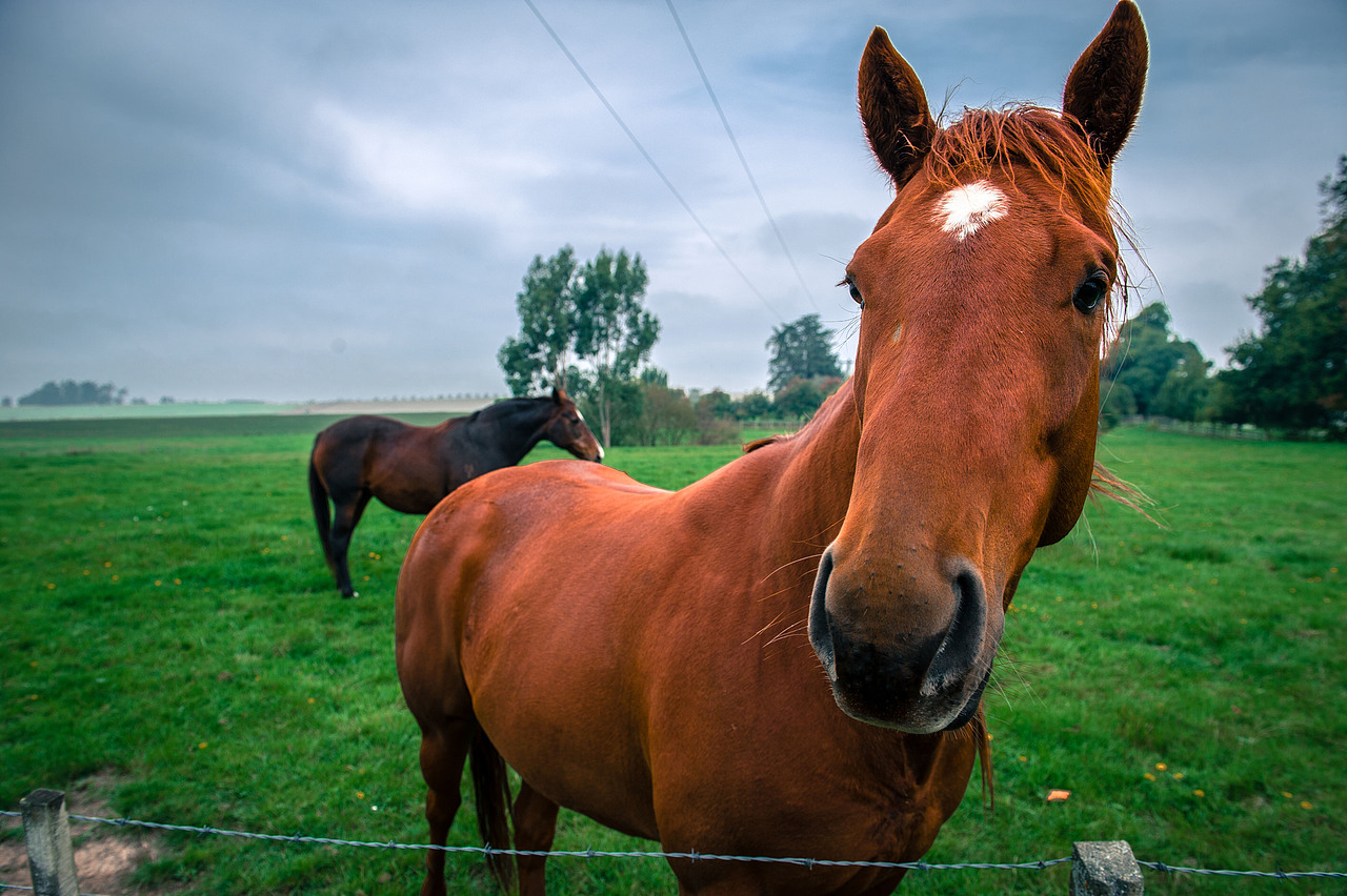 默藏心中的新西兰_记号熊猫-站酷zcool