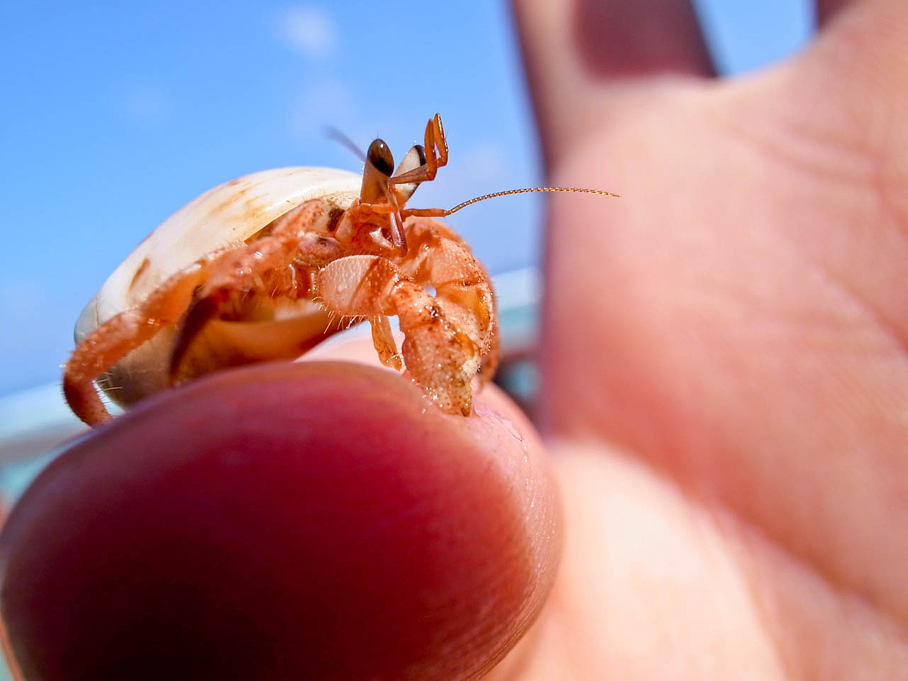 马尔代夫游记 - 梦幻岛 - 四晚六天（图ZNTM5NzkwOA==） - 风光摄影 - 站酷设计师blue_hermit原创素材 - 站酷ZCOOL