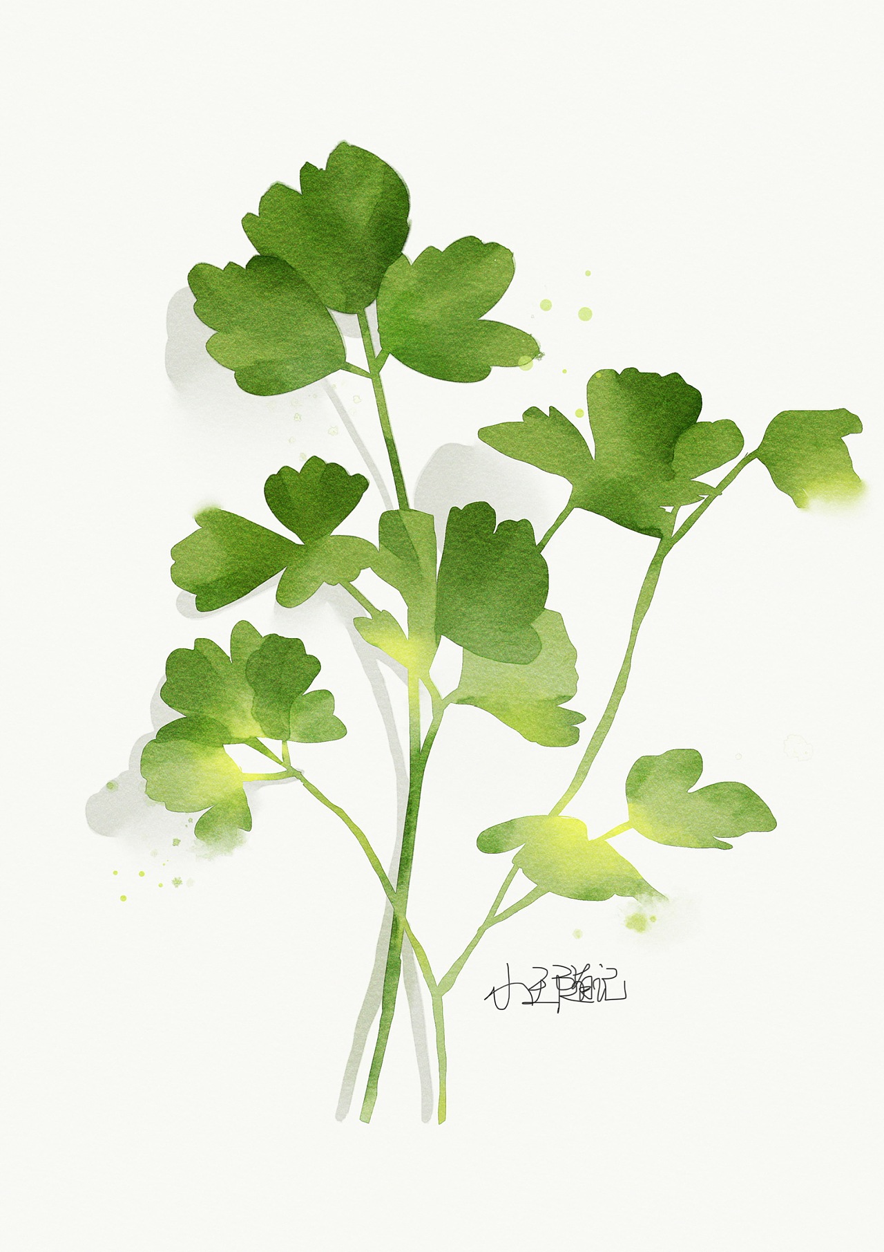 水彩植物|纯艺术|绘画|圆咚咚隆 - 原创作品 - 站酷 (zcool)