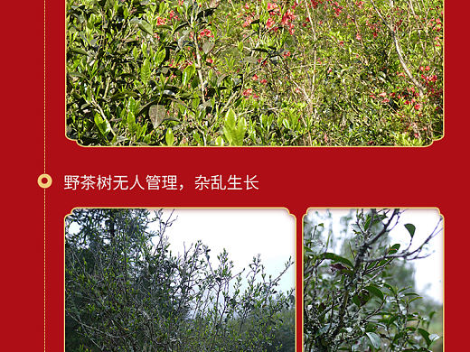 茶叶详情 | 金礼骏眉（个人主页-ZNTI5MjY3ODg=） - 电商 - 站酷设计师一口西瓜椰椰原创素材 - 站酷ZCOOL