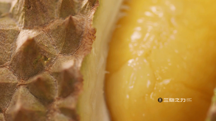 美食视频 | 扬航 X SANDING