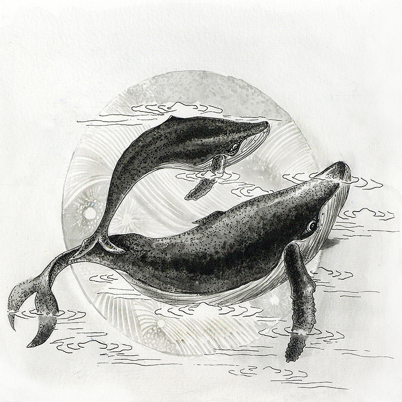 鲸鱼跃出水面的素描画图片
