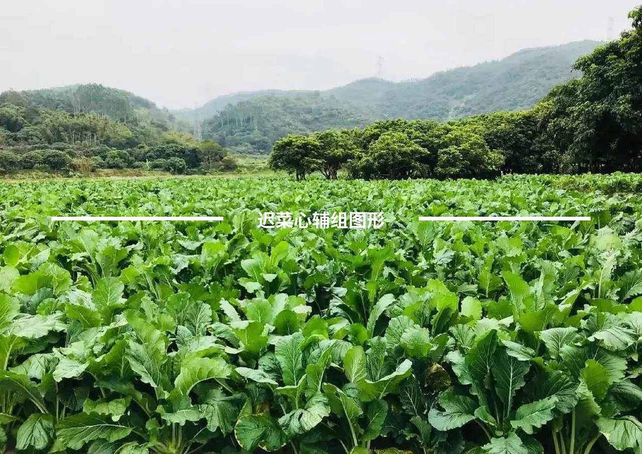 增城迟菜心——VI品牌形象设计（图ZMTkzMjAzNzY0） - 品牌 - 站酷设计师邦效品牌研究所原创素材 - 站酷ZCOOL