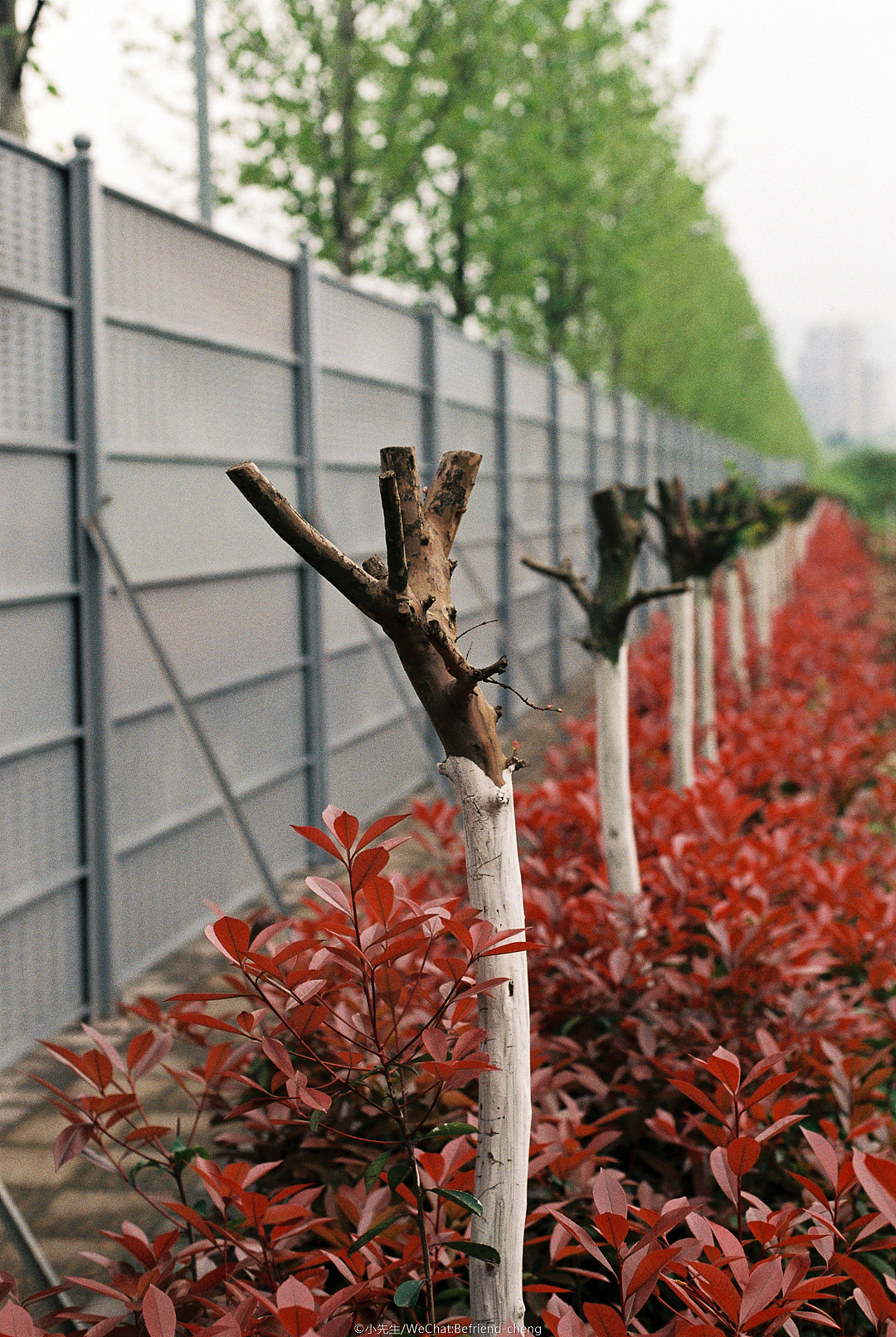 富士C200彩色负片试拍