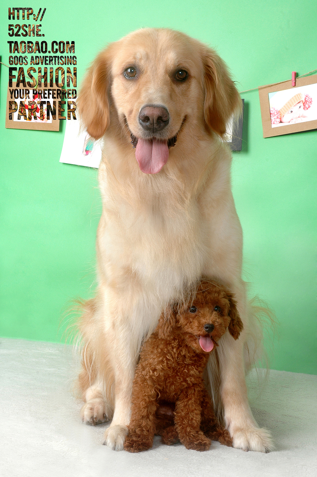 专业宠物摄影 宠物跟拍写真 狗狗猫咪萌照写真 上门拍摄摄影服务（图ZNTIwNzYzMTY=） - 宠物摄影 - 站酷设计师广州古斯广告原创素材 - 站酷ZCOOL