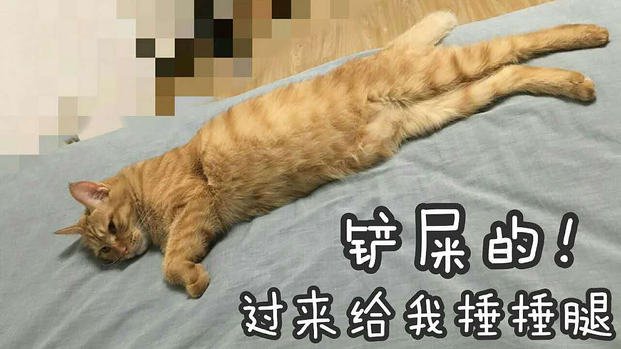 菜刀眼黄豆芽的日常（图ZODEwMzczODg=） - 宠物摄影 - 站酷设计师violasean原创素材 - 站酷ZCOOL