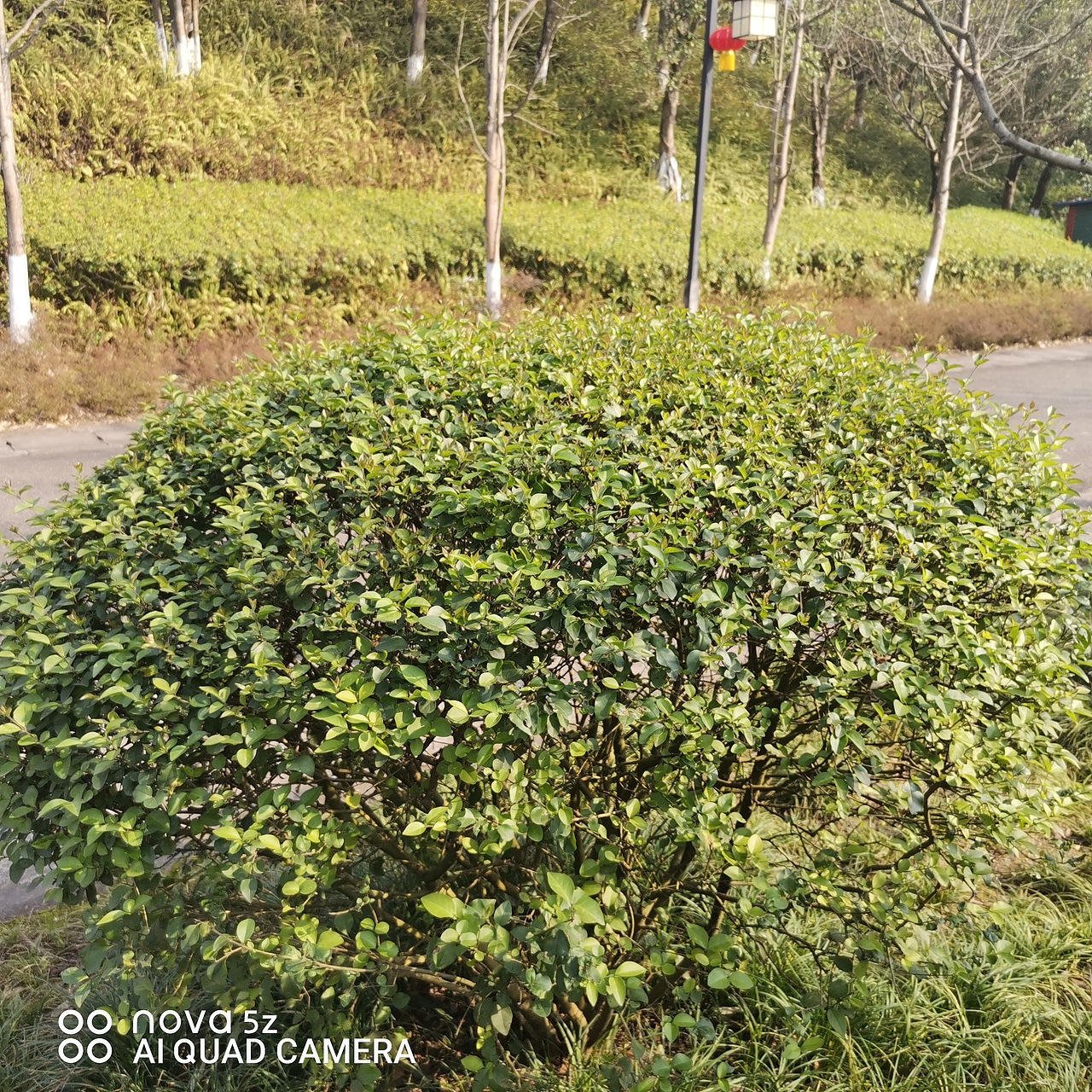 春光美,景观树长出了新芽