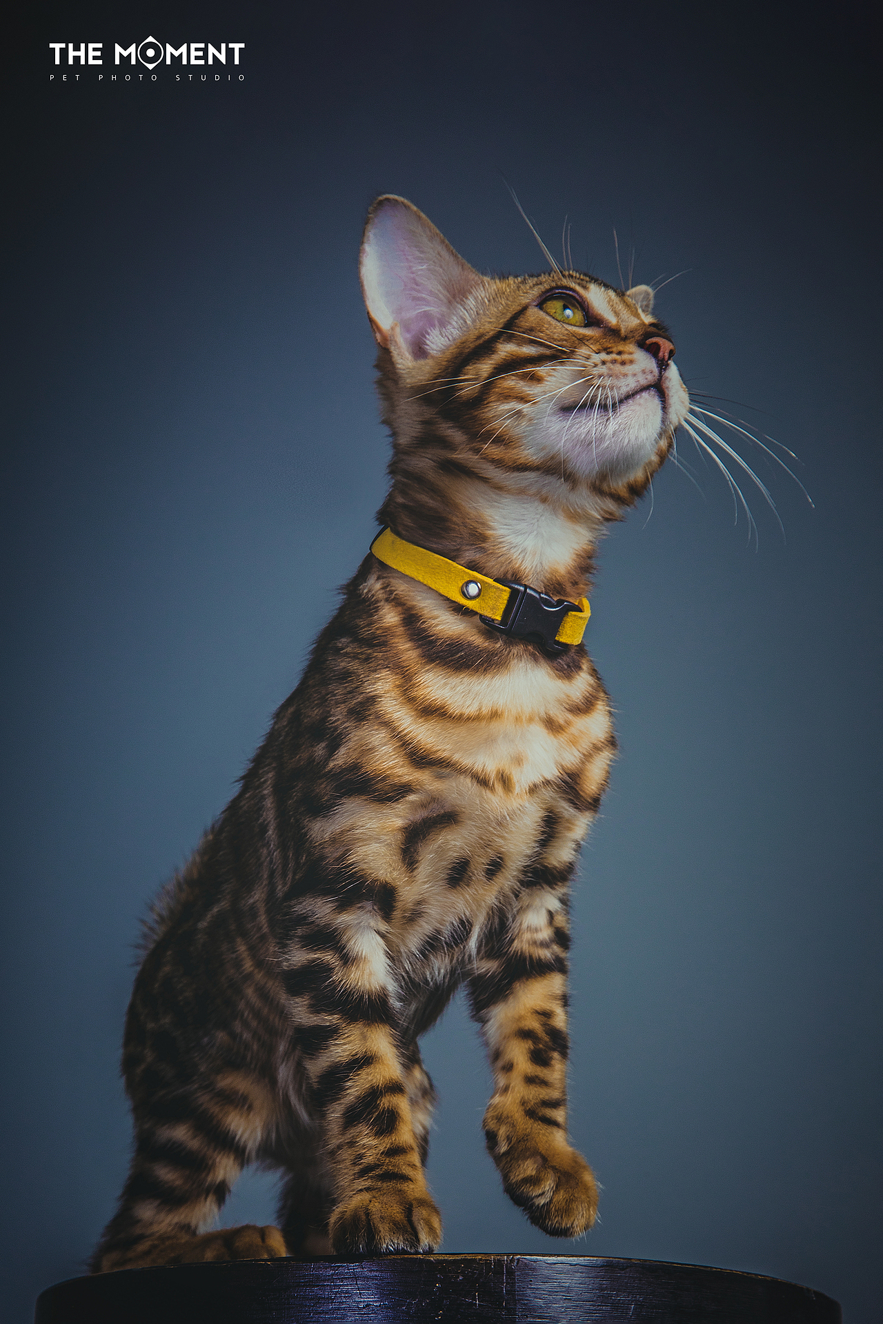 宠物摄影 四只豹猫（图ZMjg1Njc0Mzc2） - 宠物摄影 - 站酷设计师皆欢原创素材 - 站酷ZCOOL