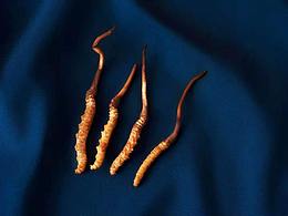 虫草拍摄成片分享