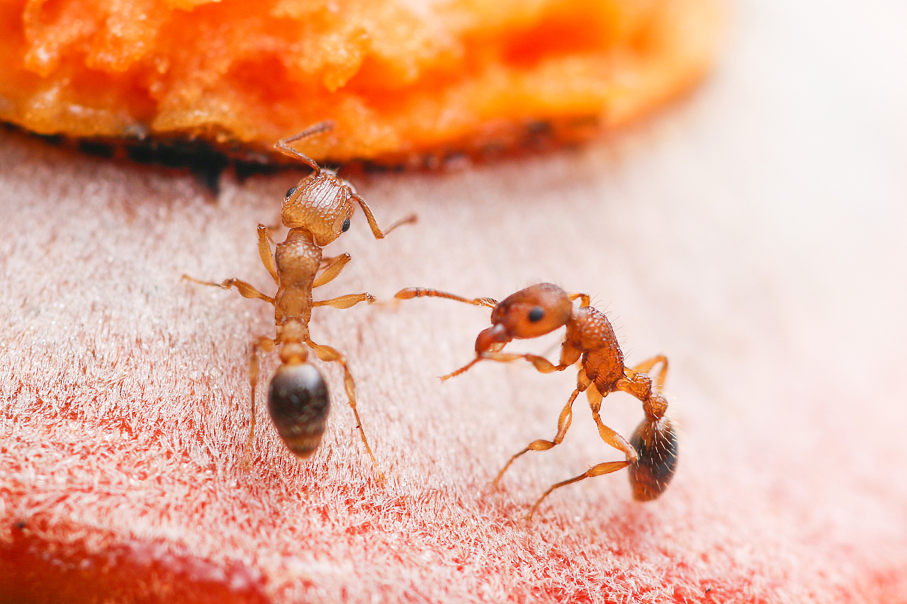 微距 小小蚂蚁2
