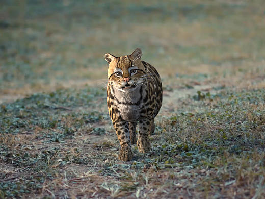 豹猫兄弟四更啦！