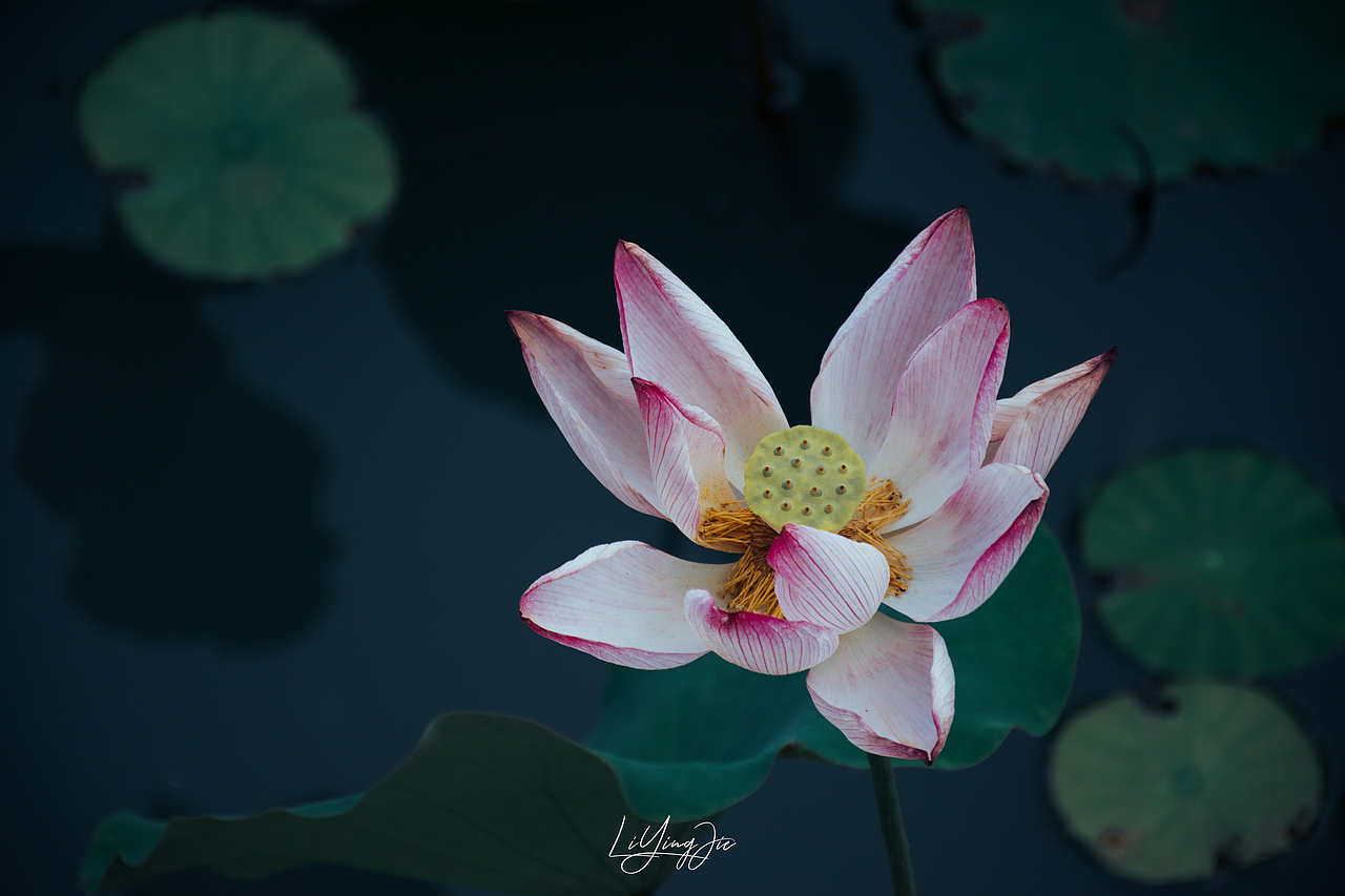 水出芙蓉（图ZMjEzNTkzMzc2） - 产品摄影 - 站酷设计师与海为邻原创素材 - 站酷ZCOOL