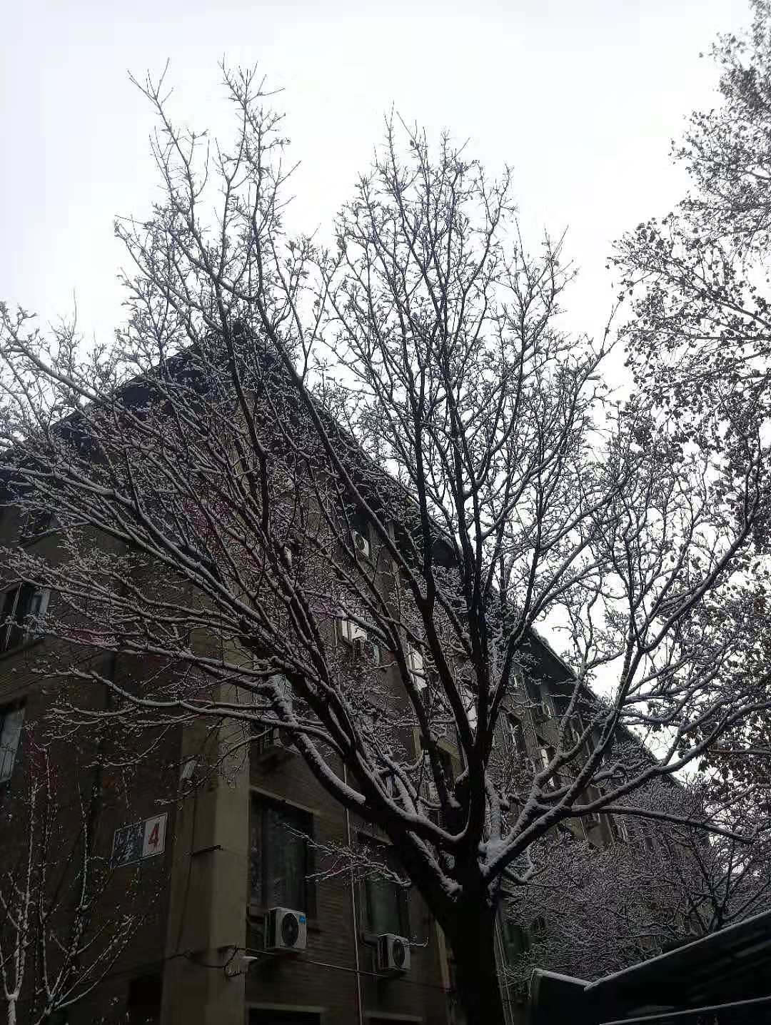 北京的初雪（图ZMTg3MzYzMzgw） - 风光摄影 - 站酷设计师共赏繁华原创素材 - 站酷ZCOOL