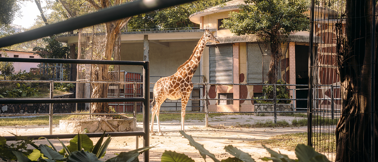 动物园写真(zhizhi就是鲤鱼王)（图ZMzM4Njc4OTc2） - 人像摄影 - 站酷设计师Mox999原创素材 - 站酷ZCOOL
