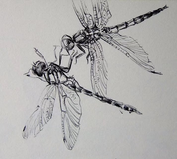 昆虫（图ZMTA4OTY3ODI4） - 创作习作 - 站酷设计师leaushown原创素材 - 站酷ZCOOL