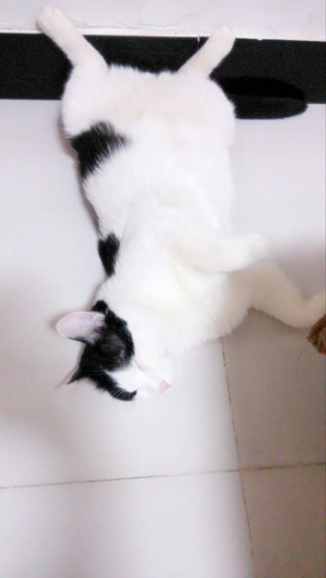 我们家“小哥”