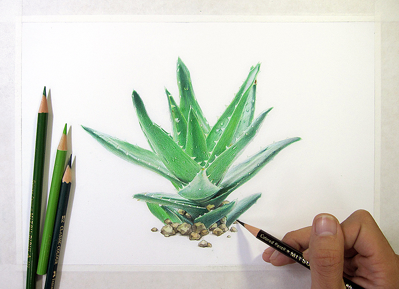 葱二作品：纸上彩铅--《小芦荟》（图ZMjAyMTk0NDg=） - 绘画 - 站酷设计师超超的青葱原创素材 - 站酷ZCOOL