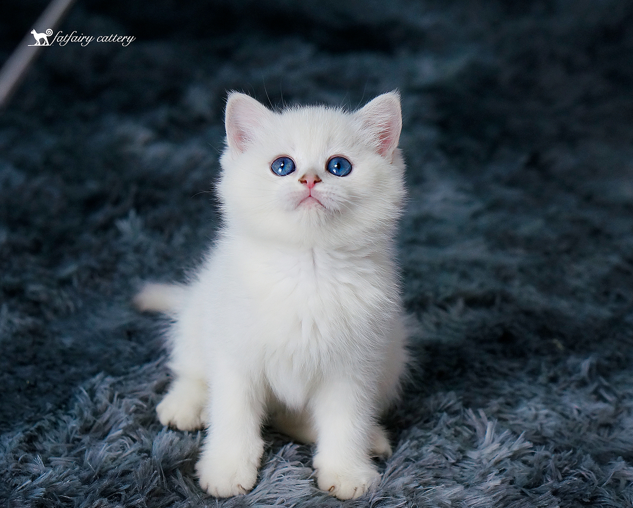 英短银点/高颜值太郎子女们1 *【panda西原创作品8】（图ZMjA2ODI5MzEy） - 宠物摄影 - 站酷设计师Panda西原创素材 - 站酷ZCOOL