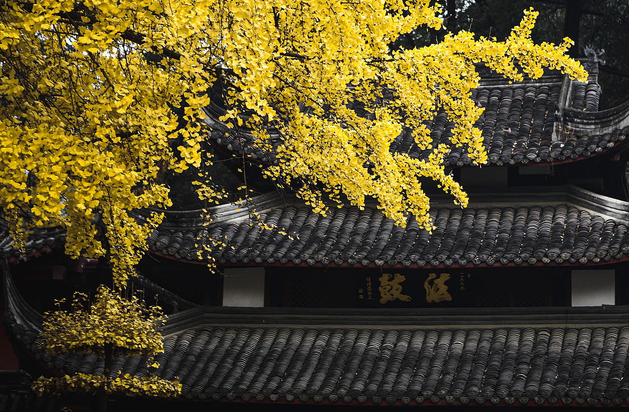 成都·银杏点缀下的文殊院（图ZMjQxNjU2NjQ4） - 风光摄影 - 站酷设计师陈风马原创素材 - 站酷ZCOOL