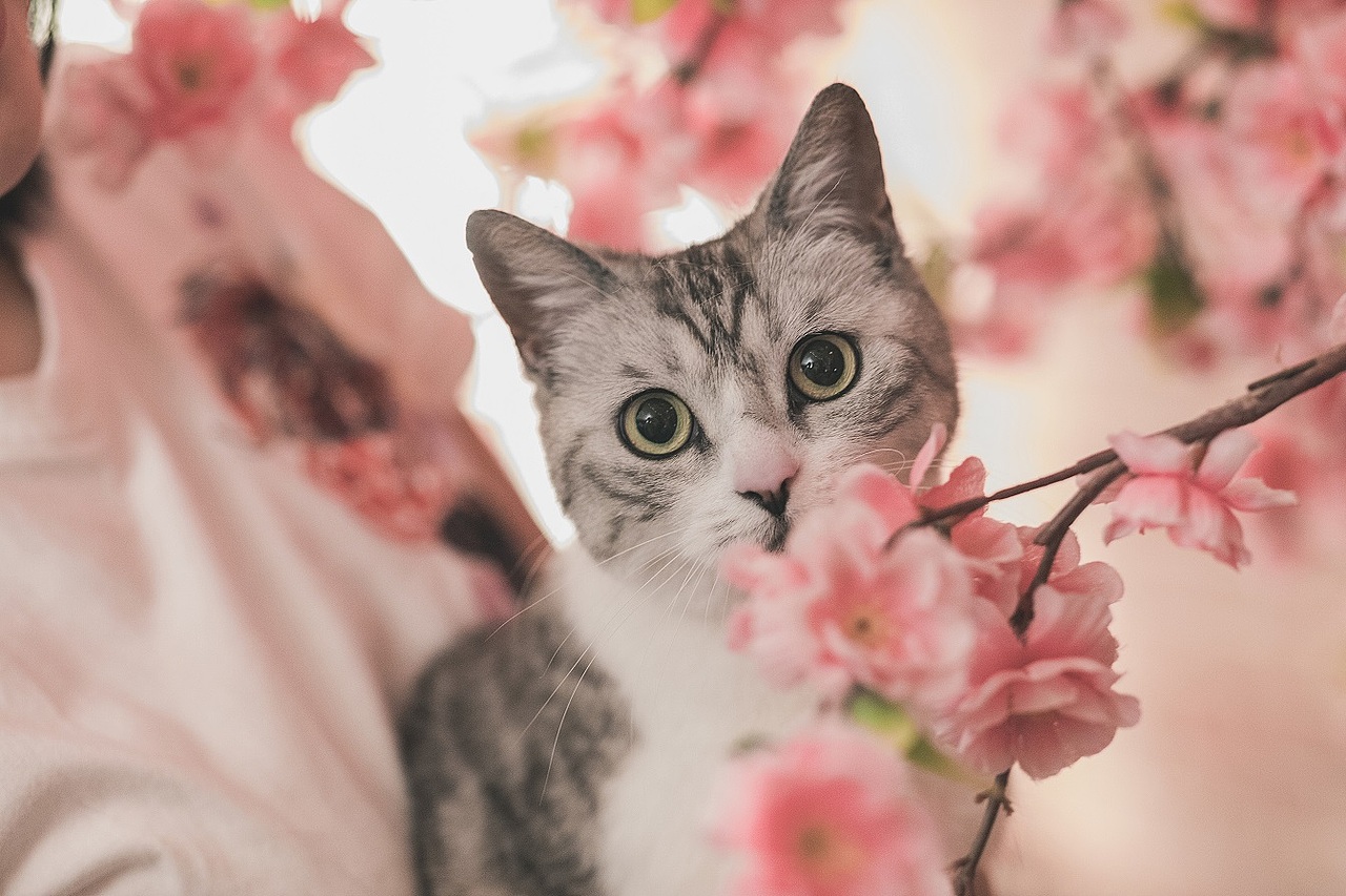 猫猫祟祟,日式小猫咪参上~(2/3)