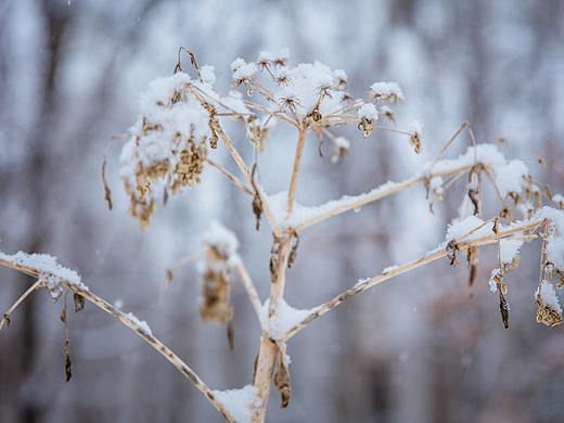 边外林场清早的雪景