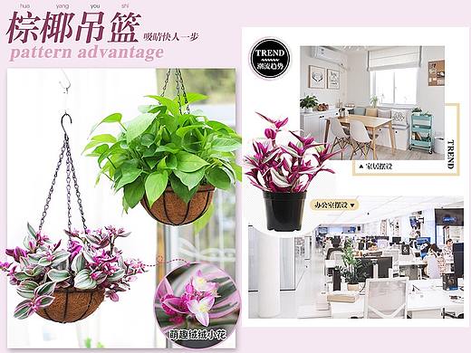 棕椰吊篮绿植详情页