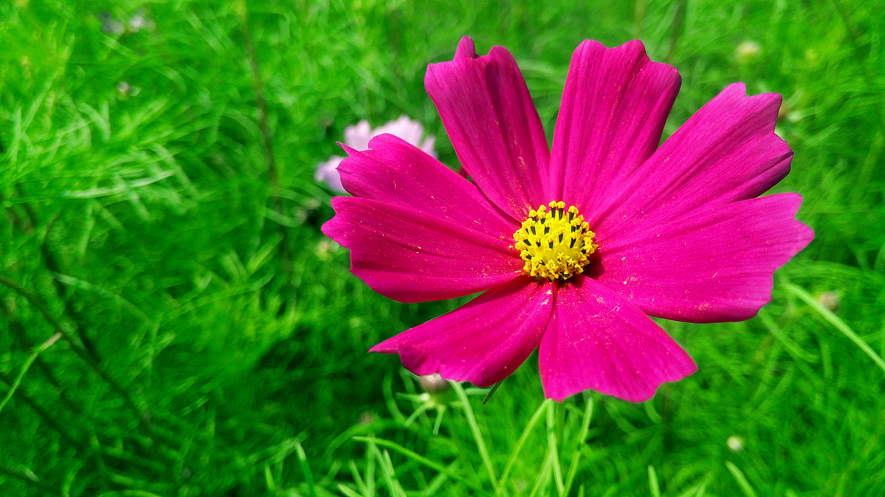 格桑花开向阳生长