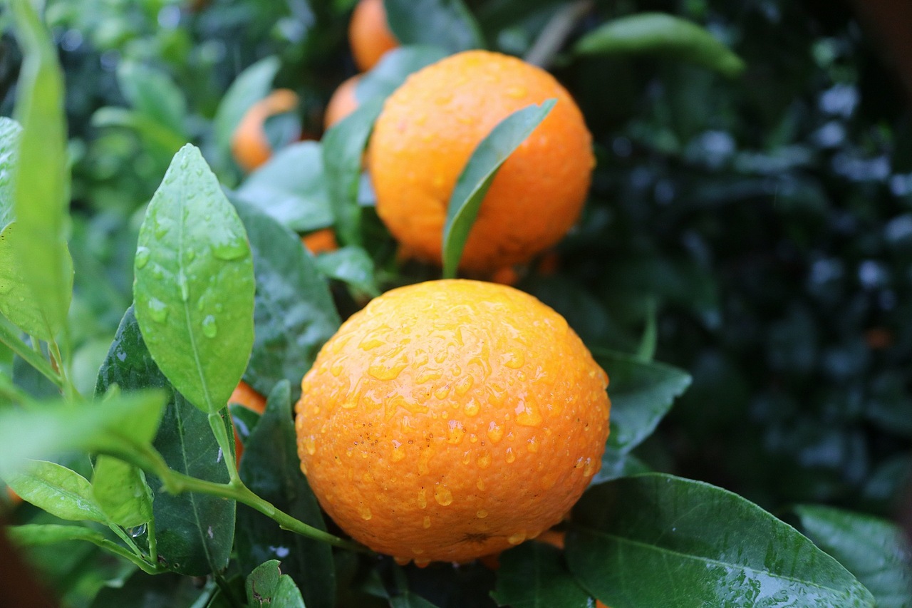 武鸣沃柑 老男人果品