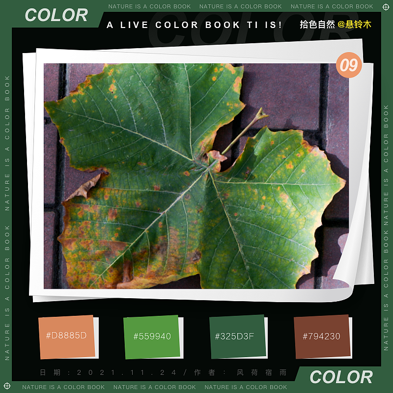 色彩(悬铃木)