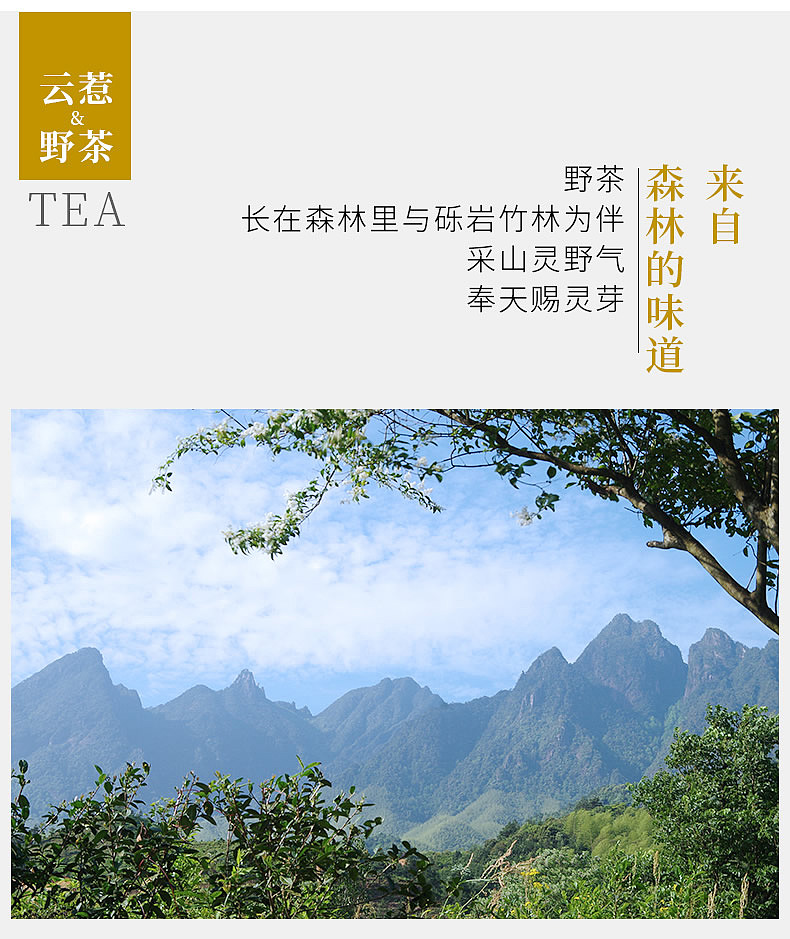 高山野茶来一波