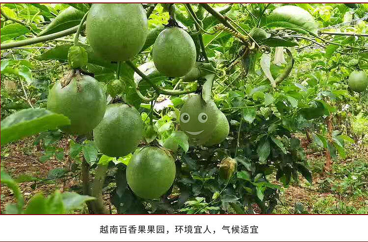 老男人果品百香果（图ZMTE0NDQxODYw） - 宣传物料 - 站酷设计师邱公城原创素材 - 站酷ZCOOL