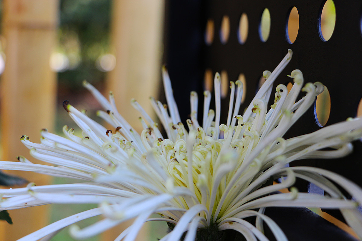 年有花季，人如花期（2）（图ZMjM3NTY4MDY4） - 风光摄影 - 站酷设计师小小样88原创素材 - 站酷ZCOOL