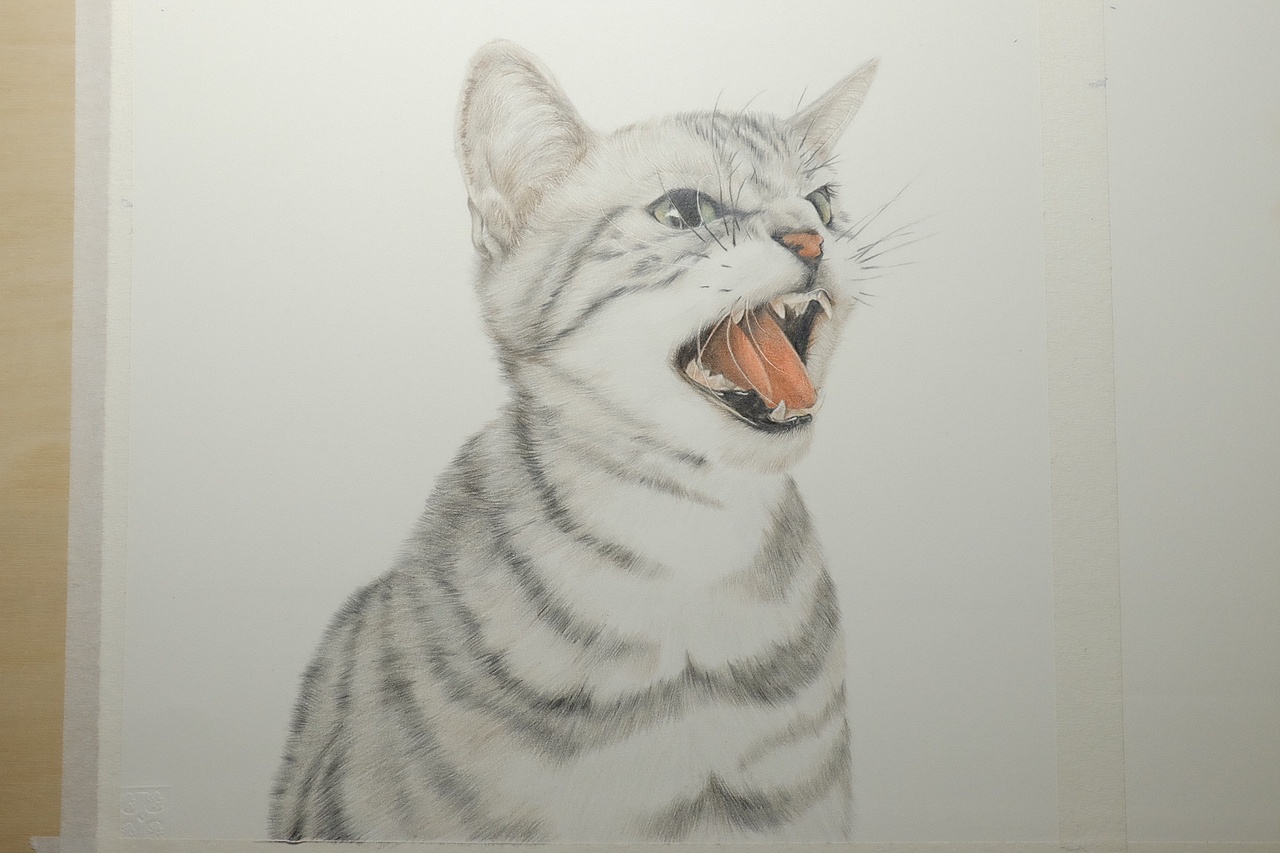 彩铅动物临摹练习——祥雷的《美国短毛猫》
