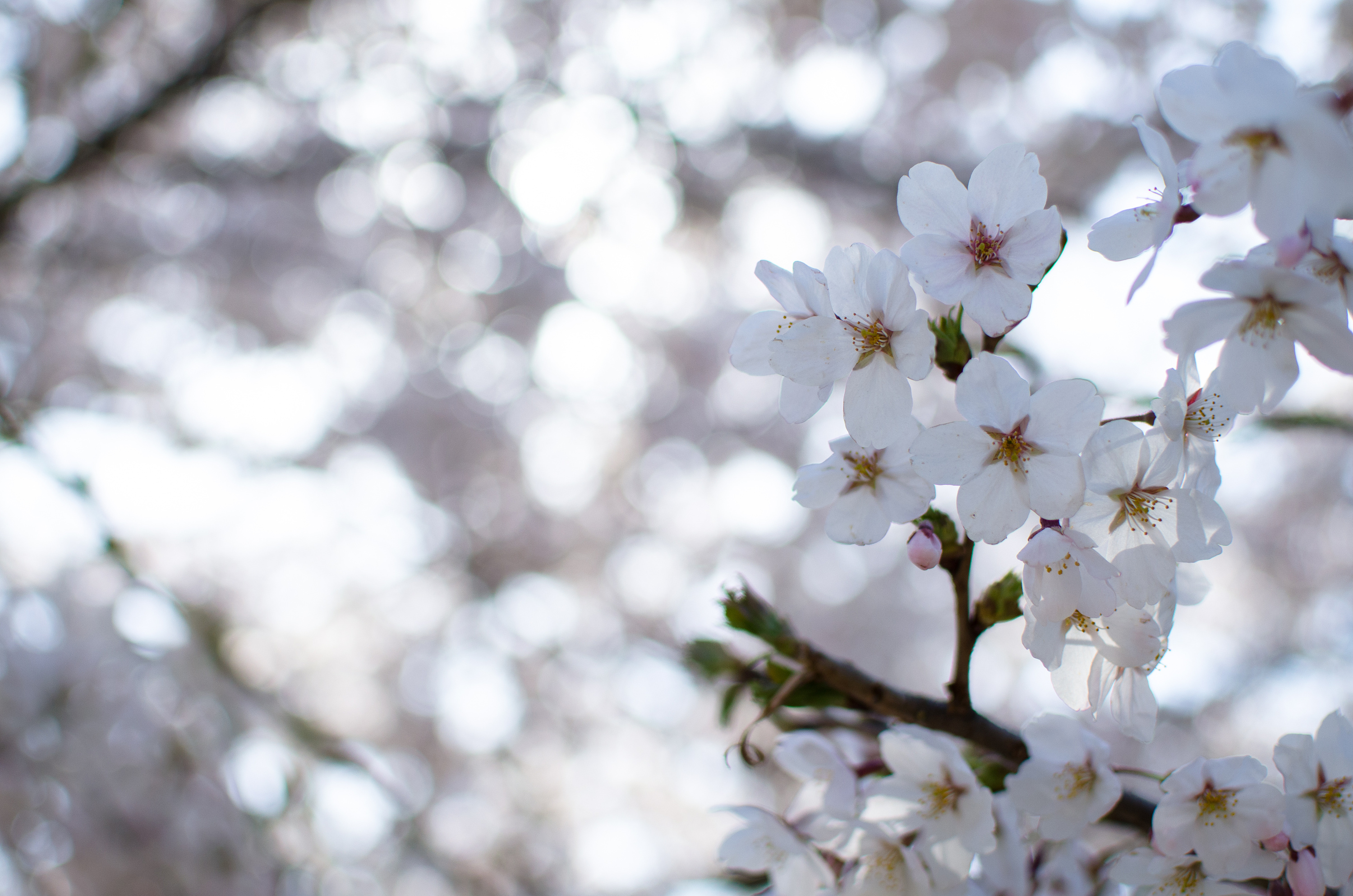 青岛中山公园樱花|摄影|风光摄影|zl石磊 - 原创作品 - 站酷 (ZCOOL)