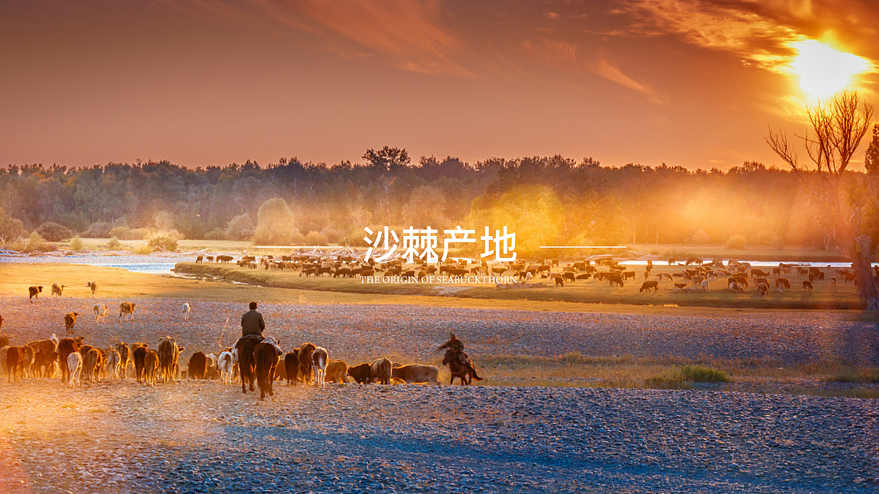 圣宝泰沙棘包装设计（图ZMjIyNTY0ODA4） - 包装 - 站酷设计师一个名字丶原创素材 - 站酷ZCOOL