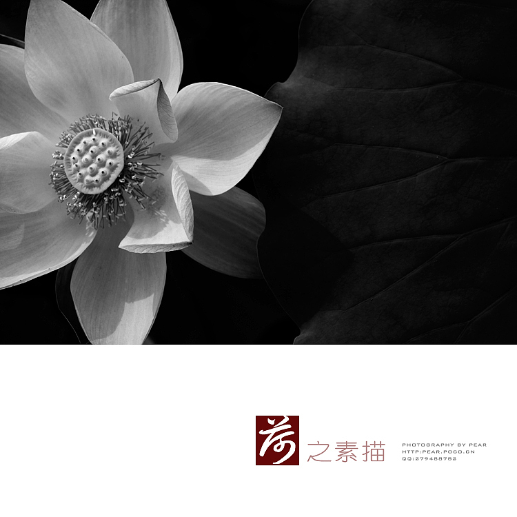 荷花素描（图ZNDE1NDk3Ng==） - 风光摄影 - 站酷设计师pear1103原创素材 - 站酷ZCOOL