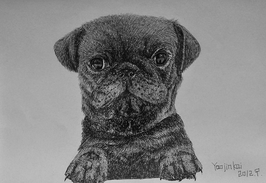 yjk钢笔画京巴犬