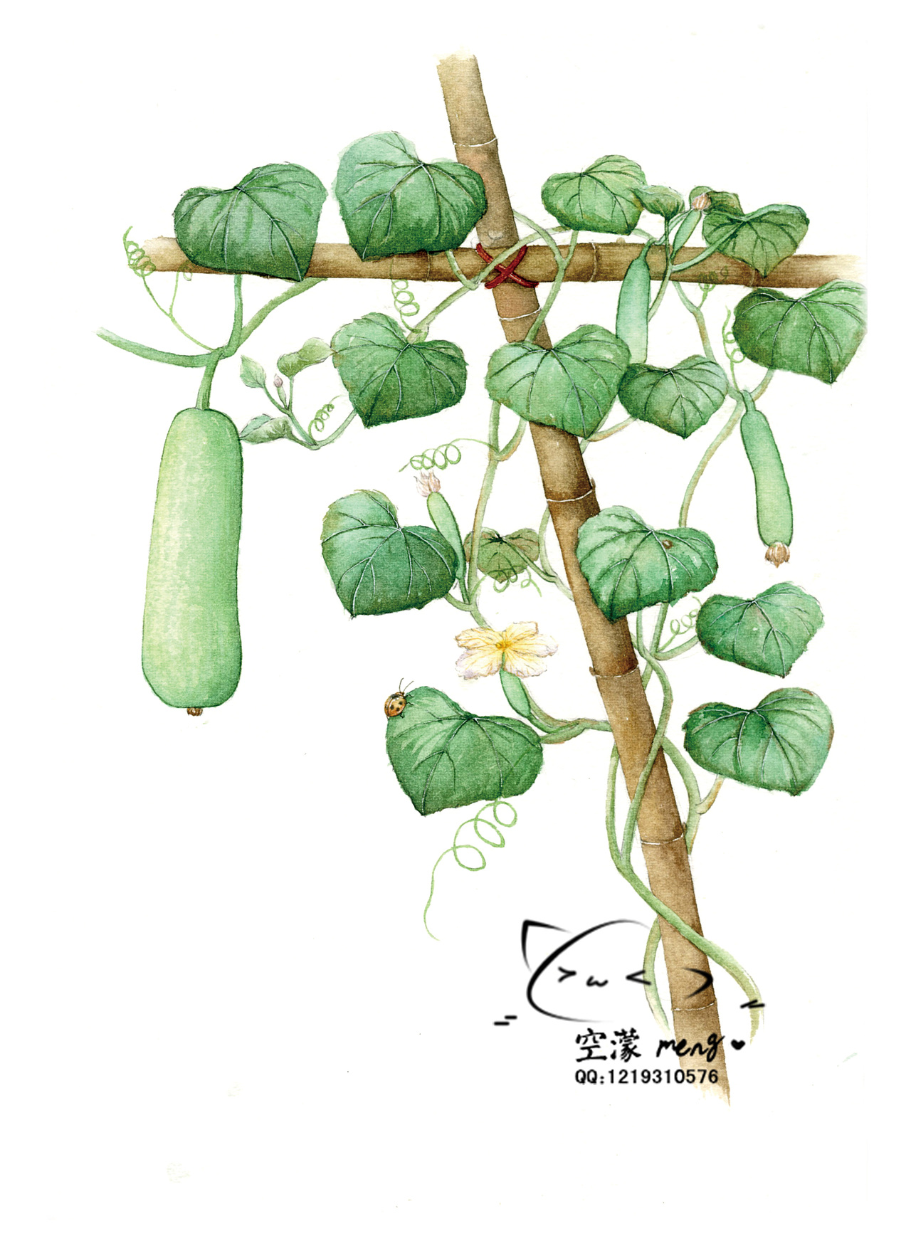 儿童插画 手绘 水彩 葫芦 瓠瓜