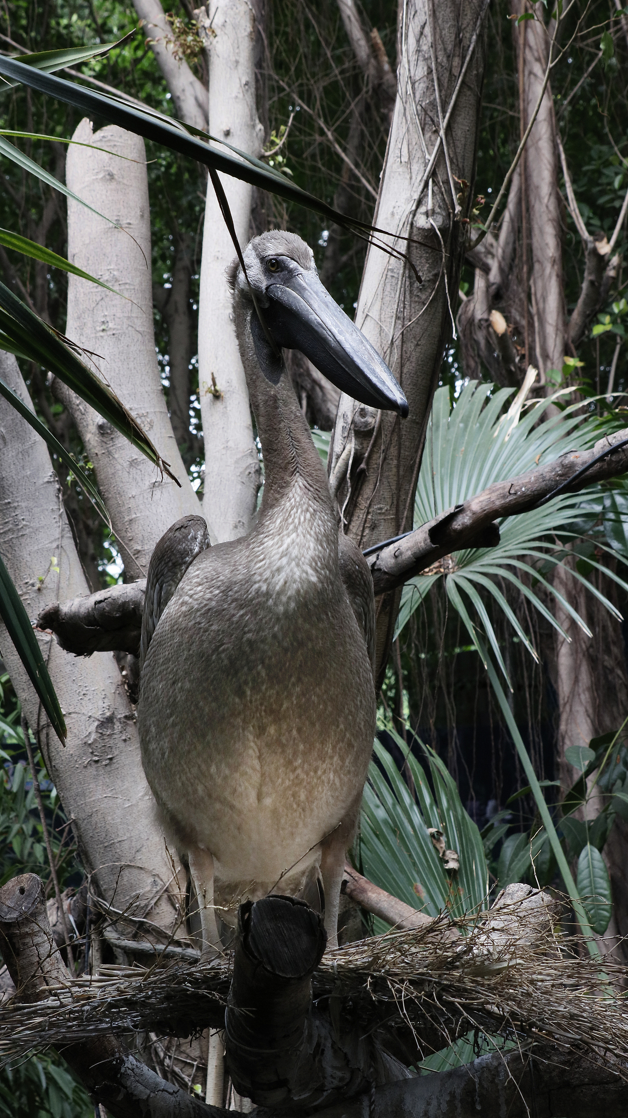 长隆飞鸟乐园-动物趣闻（图ZMjQ5NTU5NzAw） - 其他摄影 - 站酷设计师飞天猪猫原创素材 - 站酷ZCOOL