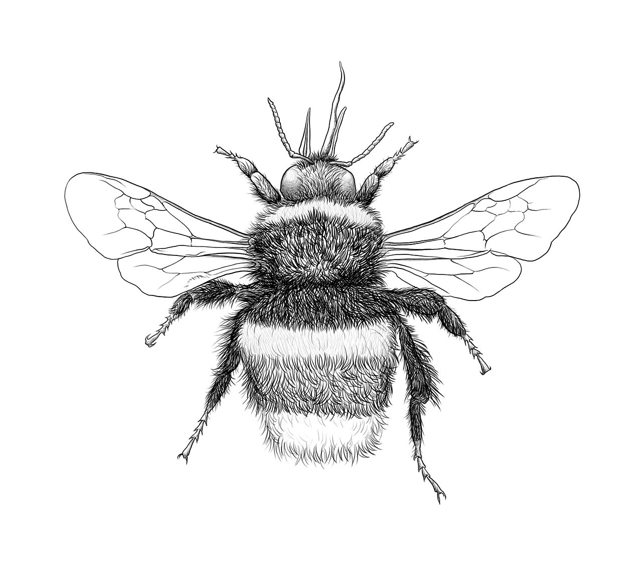 《昆虫记》插图|插画|绘本|_shu - 原创作品 - 站酷 (zcool)