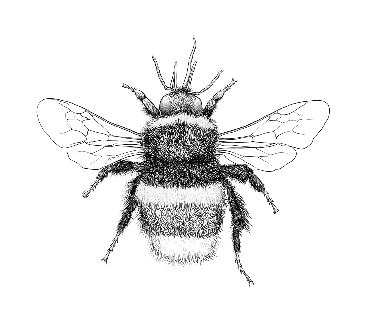 《昆虫记》插图