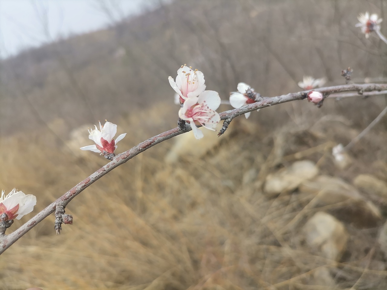 春天她真的来了