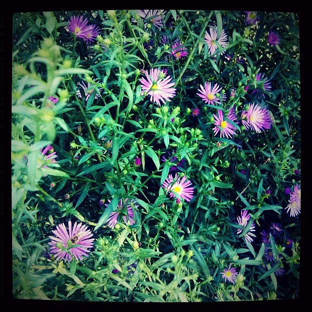 爱生活、爱手机随手拍、（图ZNzM5OTc1Ng==） - 人文/纪实摄影 - 站酷设计师Hi丶滚原创素材 - 站酷ZCOOL