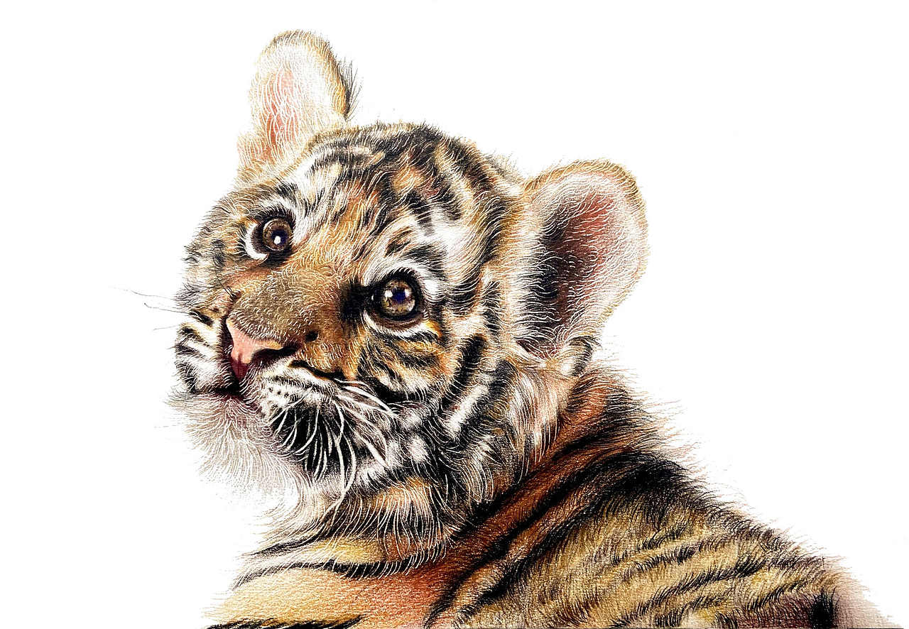 彩铅画治愈系小老虎