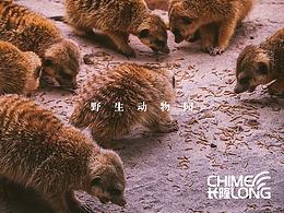 長隆野生動物園